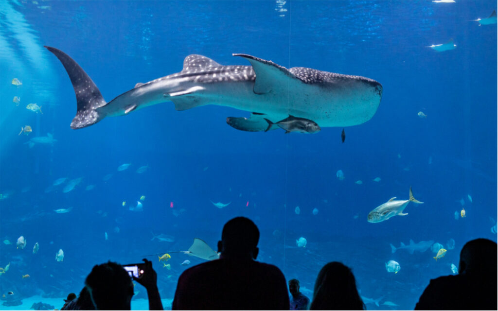 Aquarium Visit Today Aquarium in Downtown Atlanta