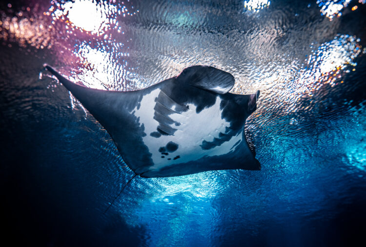 Georgia Aquarium’s Manta Rays Test New Technology to Help Their Oceanic Counterparts