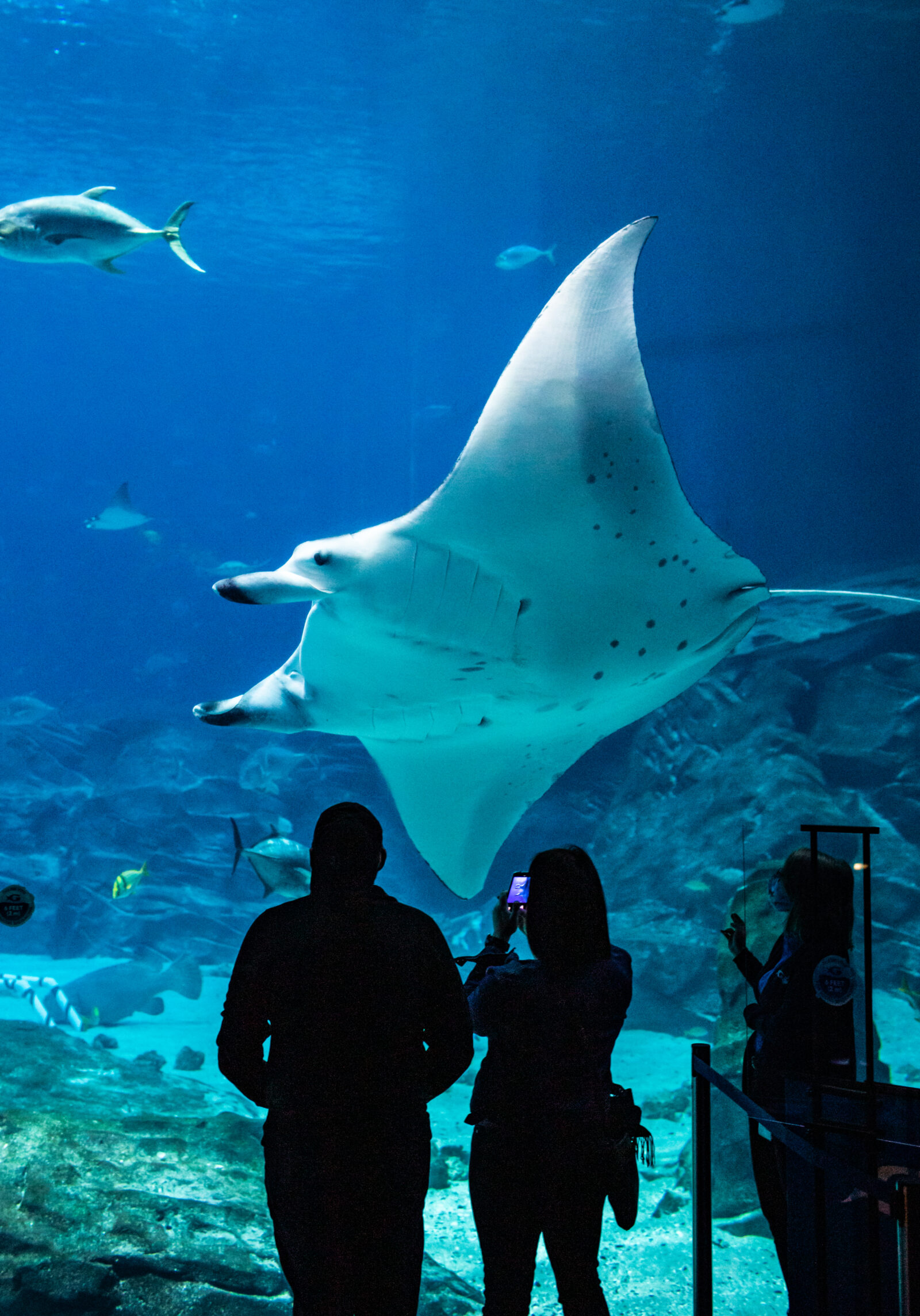 Georgia Aquarium’s Manta Rays Test New Technology to Help Their Oceanic ...