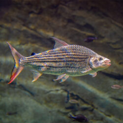 African Tigerfish 2
