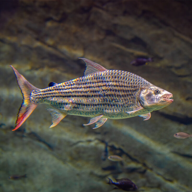 African Tigerfish - Georgia Aquarium