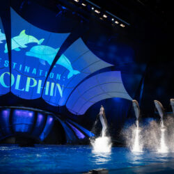 Dolphin Presentation 8