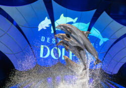 Dolphin Presentation 5