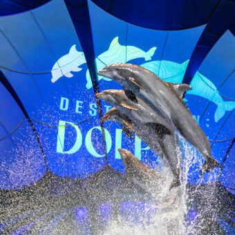 Dolphin Presentation 5