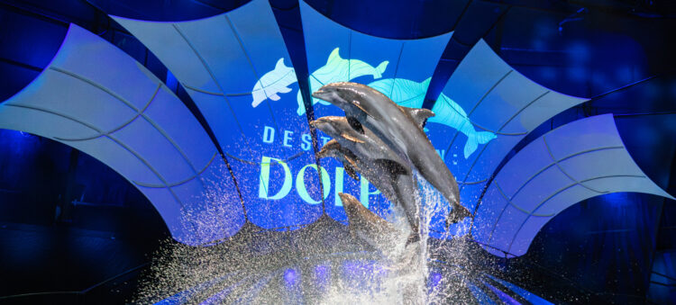 Dolphin Presentation 5