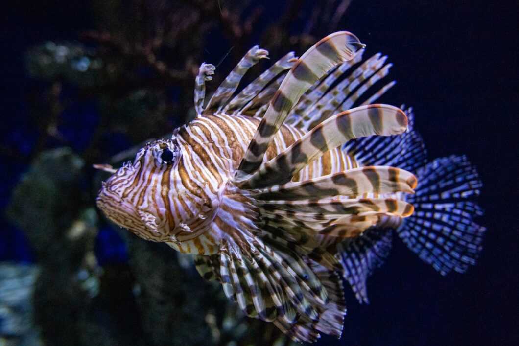 Animals After Dark - Georgia Aquarium