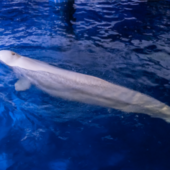 Two beluga whales rescued from Ukrainian aquarium evacuated to Spain 7