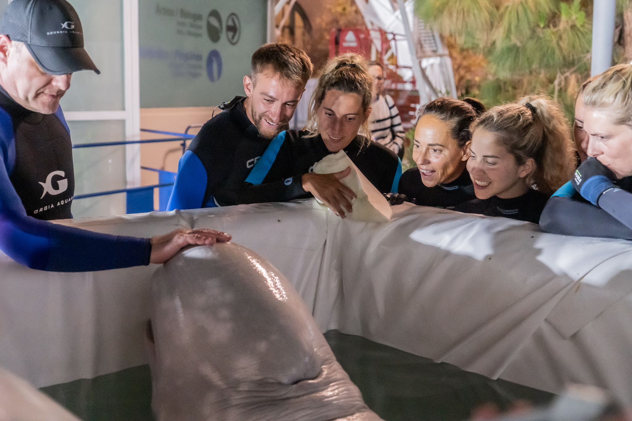 Two beluga whales rescued from Ukrainian aquarium evacuated to Spain 4