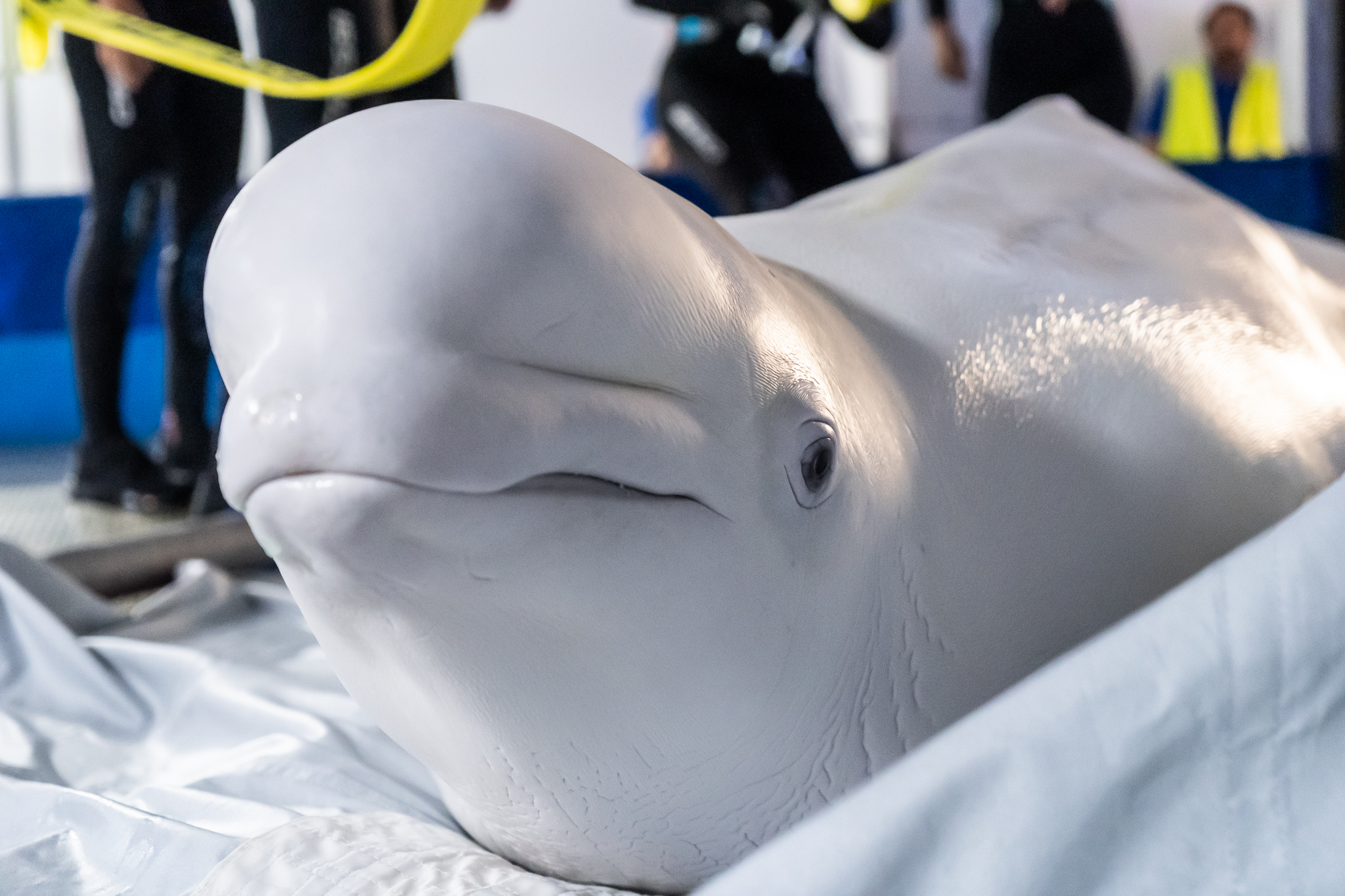 Two beluga whales rescued from Ukrainian aquarium evacuated to Spain 3
