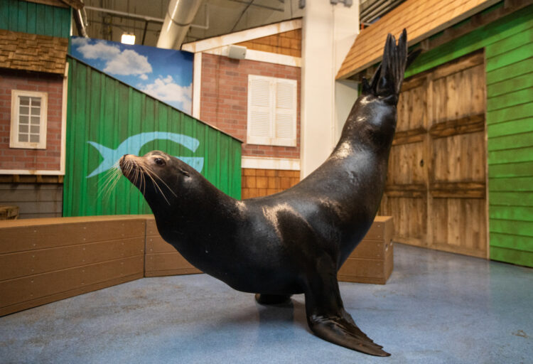 sealion, pier 225