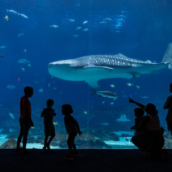 Celebrating International Whale Shark Day with Fun Facts! 3