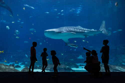 Celebrating International Whale Shark Day with Fun Facts! 3