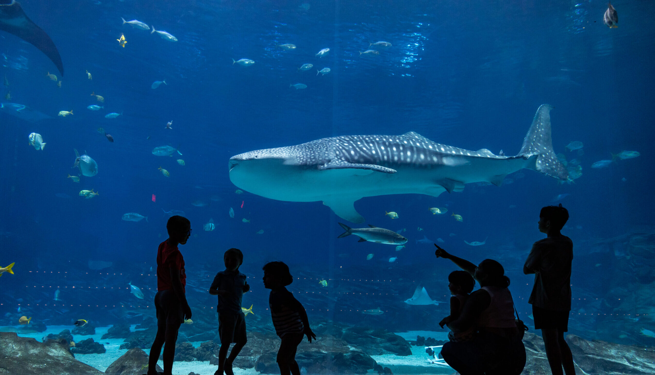 Celebrating International Whale Shark Day with Fun Facts! 3