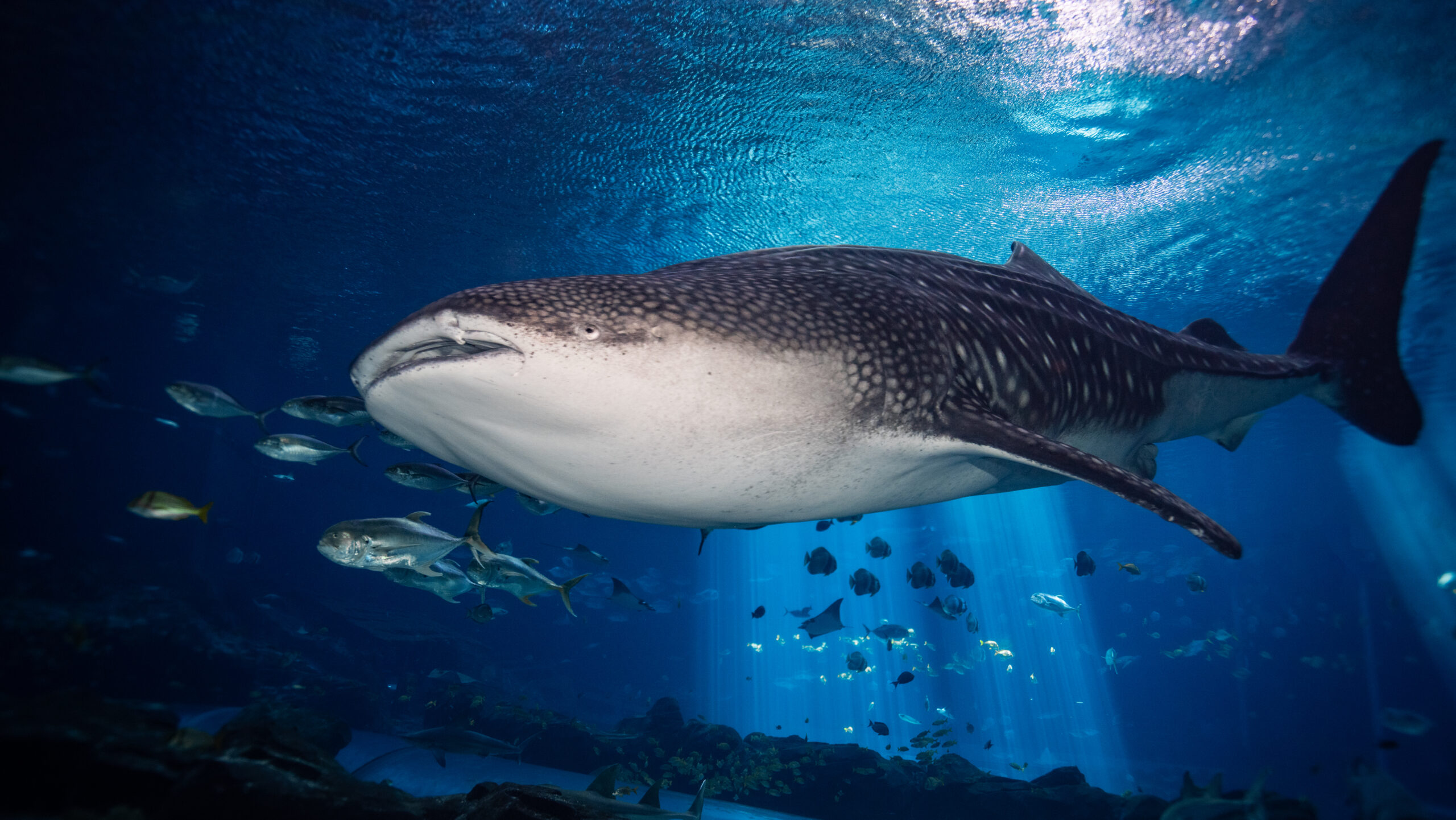 Celebrating International Whale Shark Day with Fun Facts! 5