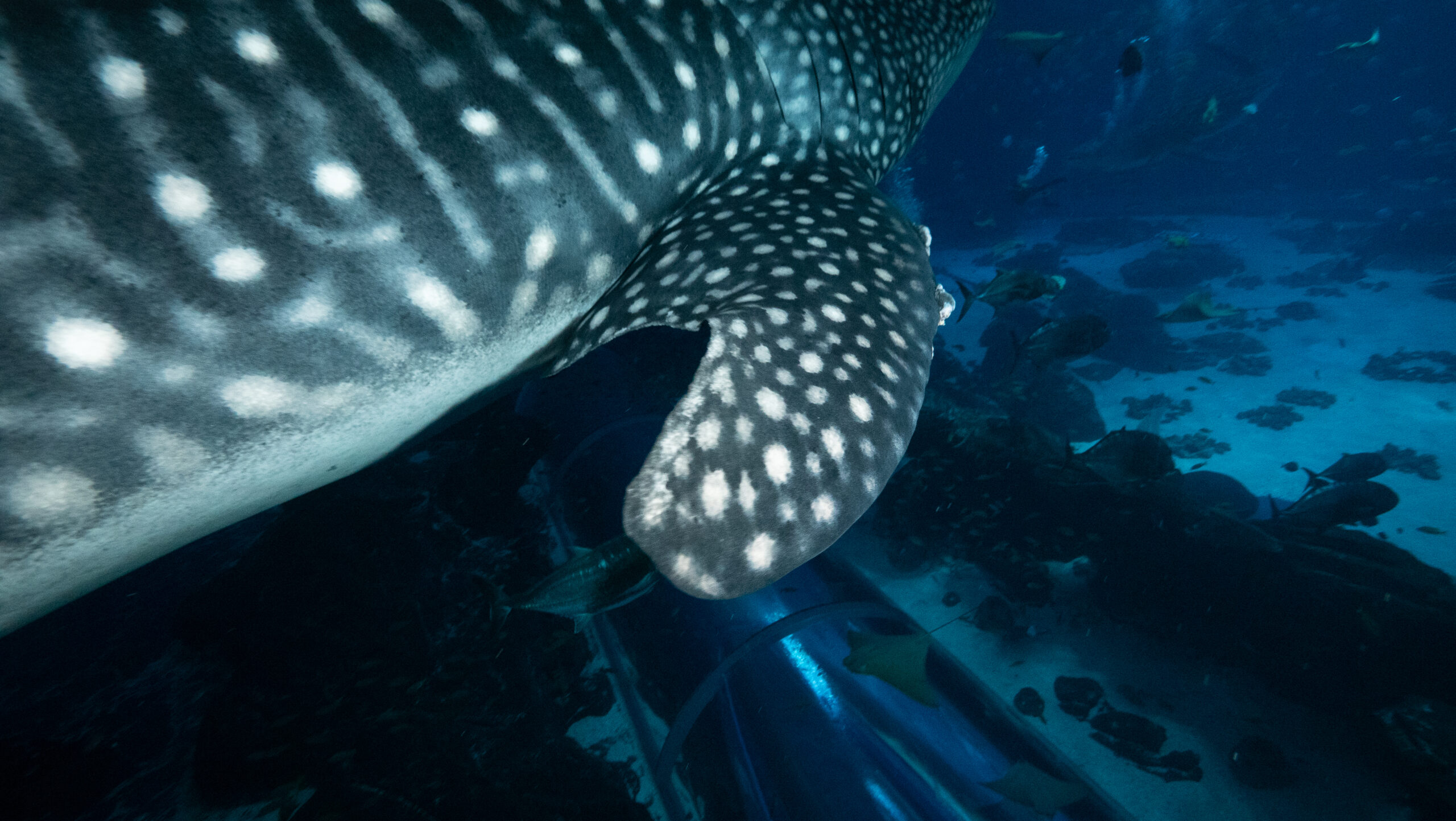 Celebrating International Whale Shark Day with Fun Facts! 6