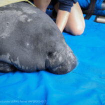 Georgia Aquarium's Commitment to Manatee Research & Conservation 6