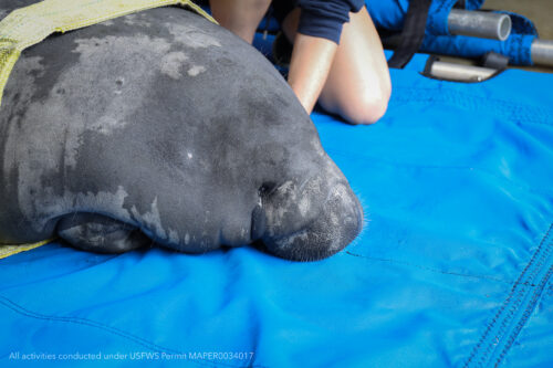 Georgia Aquarium's Commitment to Manatee Research & Conservation 6