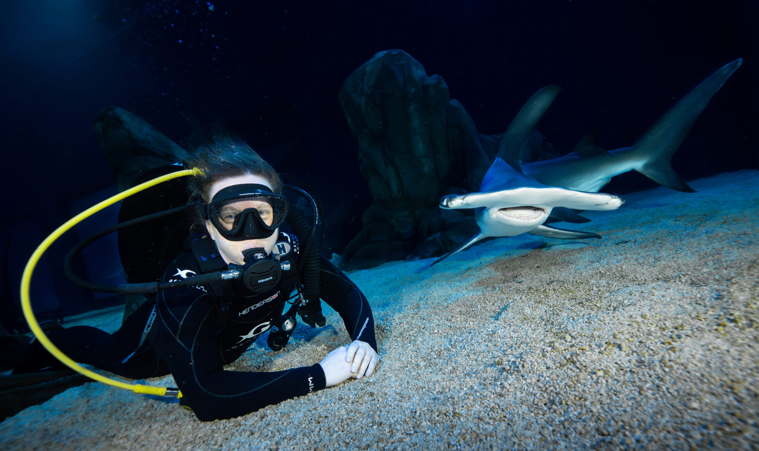 Understanding Shark Attacks: Myths, Realities, and Conservation 1
