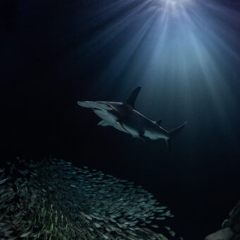 Understanding Shark Attacks: Myths, Realities, and Conservation 4