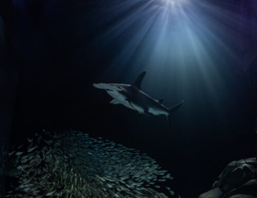 Understanding Shark Attacks: Myths, Realities, and Conservation 4