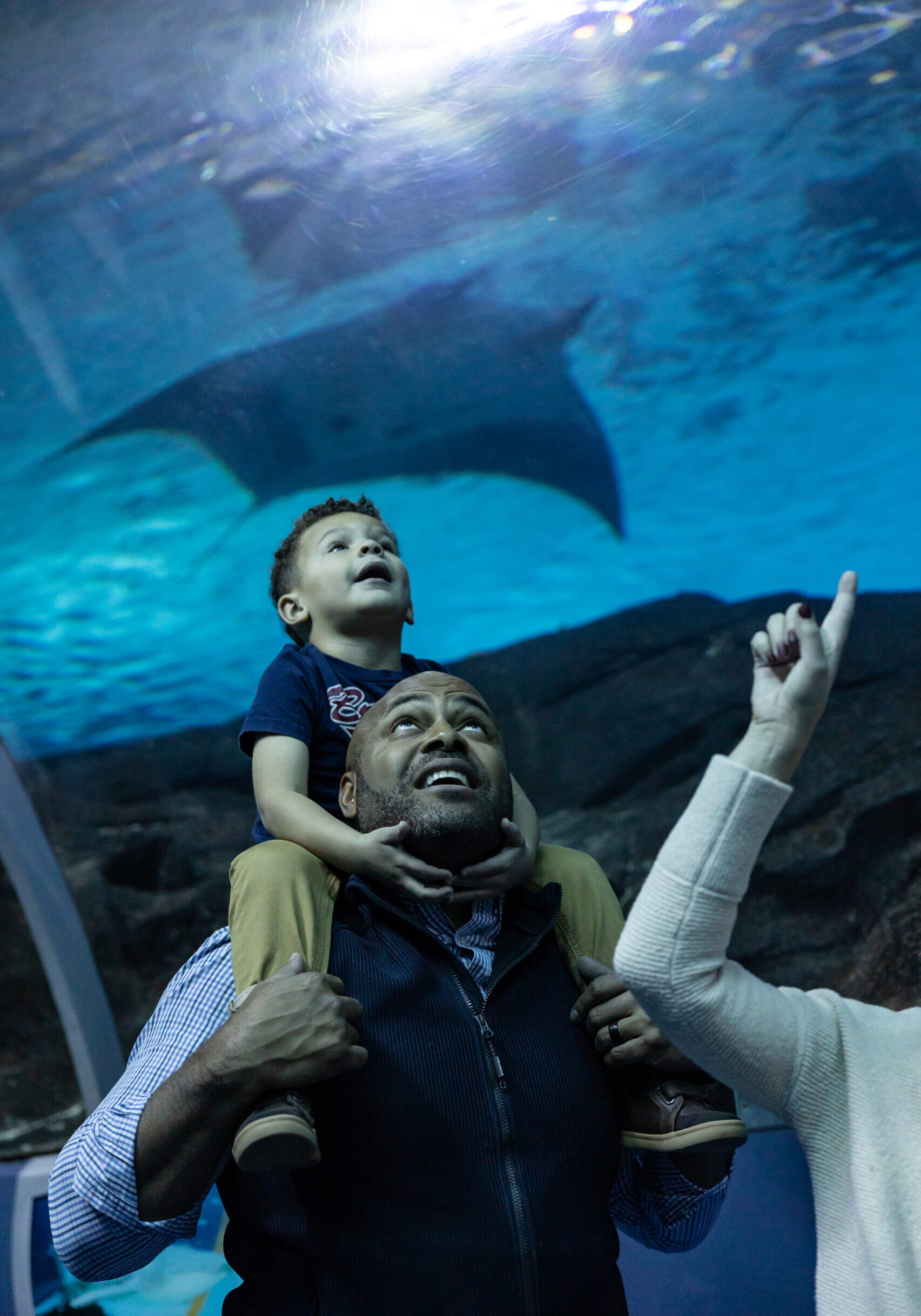 Celebrate "Free Kid Visit" Month at  Georgia Aquarium This September! 11