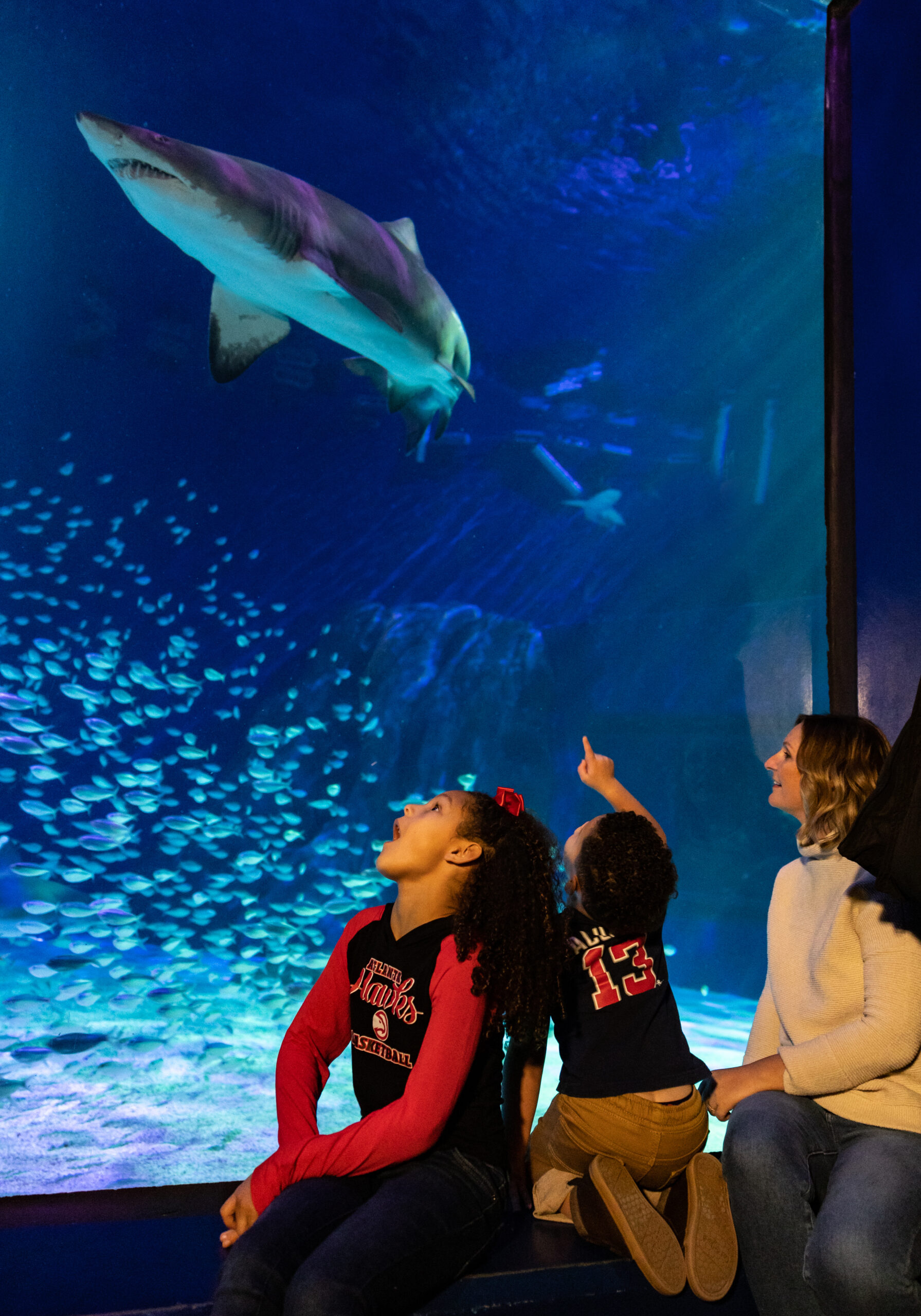 Celebrate "Free Kid Visit" Month at  Georgia Aquarium This September! 2