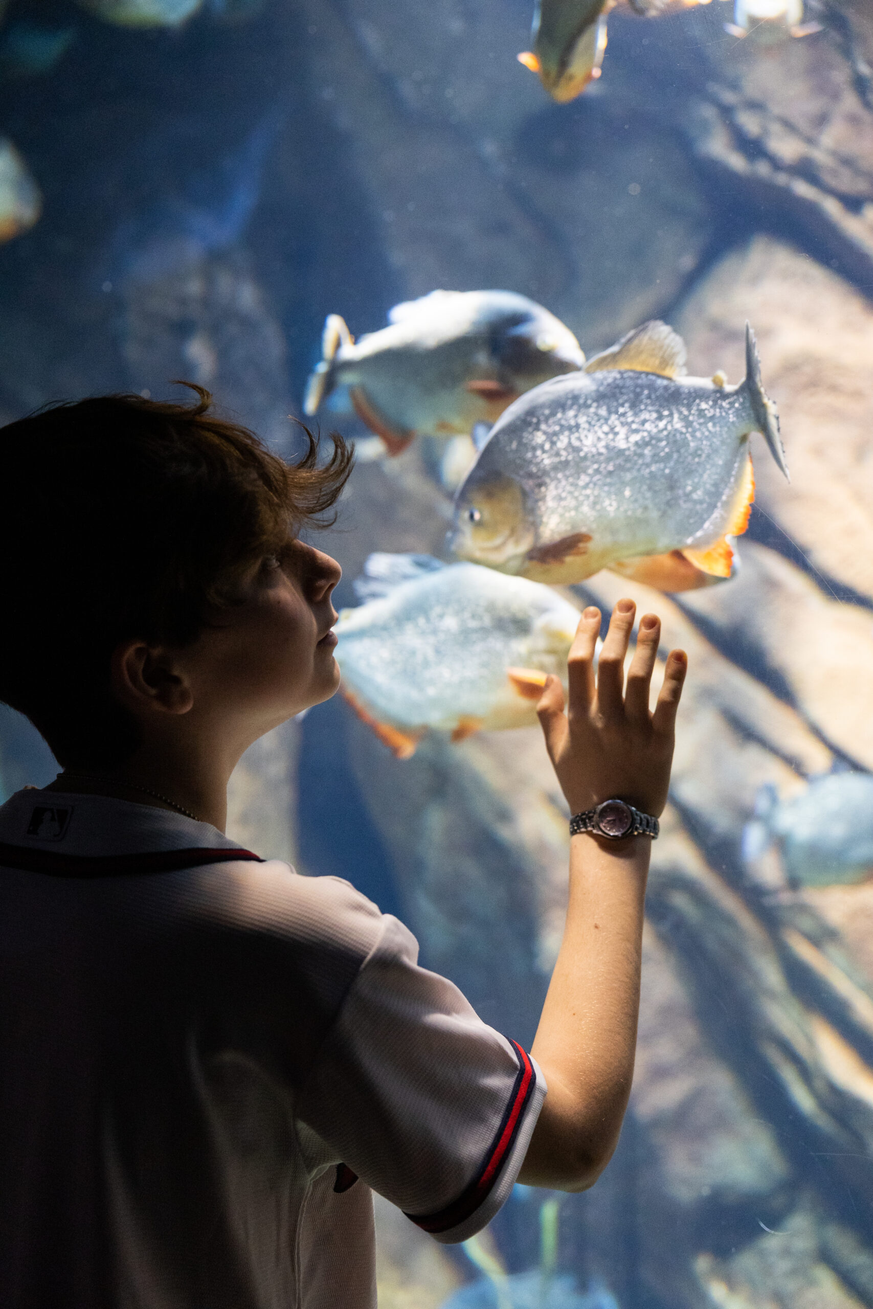 Celebrate "Free Kid Visit" Month at  Georgia Aquarium This September! 3