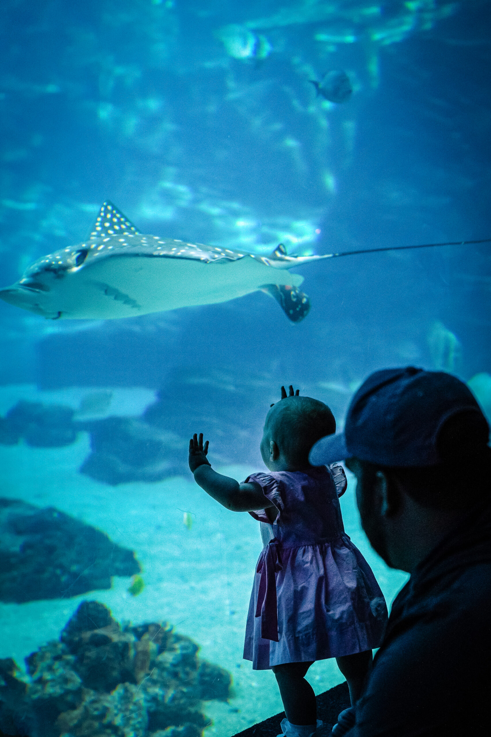 Celebrate "Free Kid Visit" Month at  Georgia Aquarium This September! 4