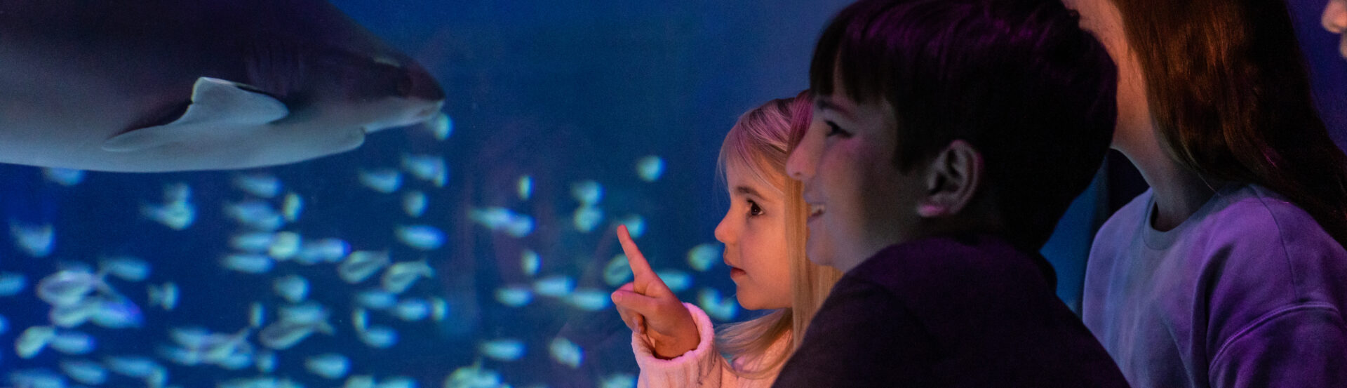 Celebrate "Free Kid Visit" Month at  Georgia Aquarium This September! 9