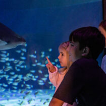 Celebrate "Free Kid Visit" Month at  Georgia Aquarium This September! 9