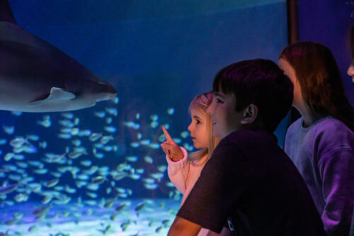 Celebrate "Free Kid Visit" Month at  Georgia Aquarium This September! 9