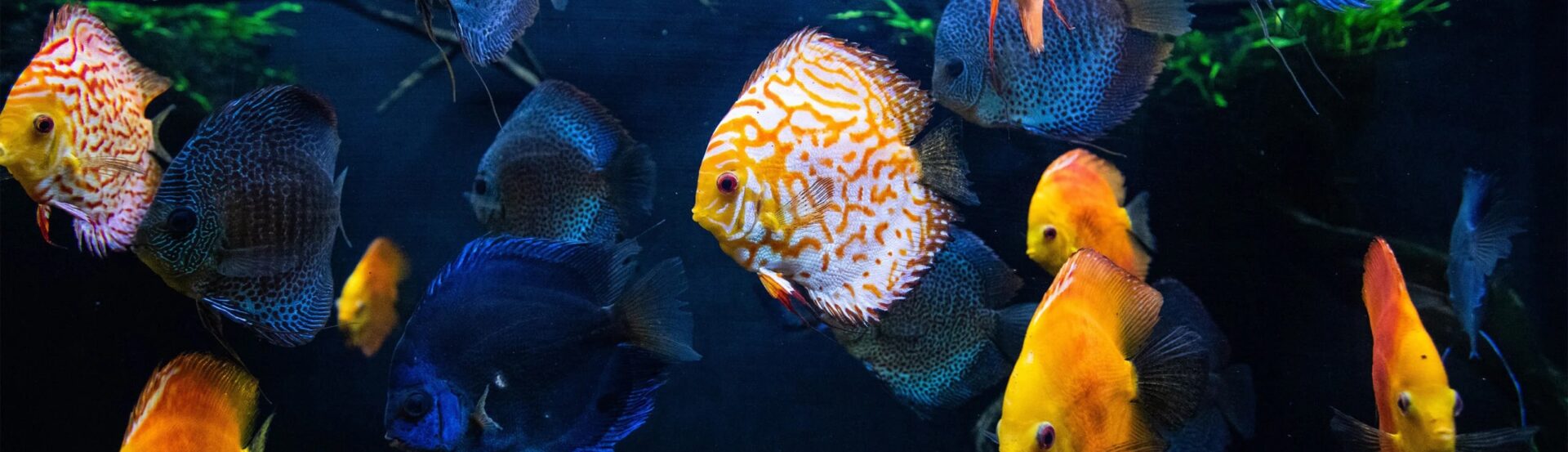 discus