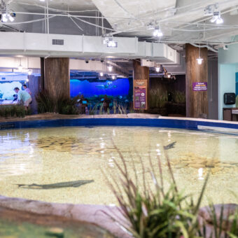 Explorers Cove: Georgia Aquarium's New Coastal Biome Exhibit! 1