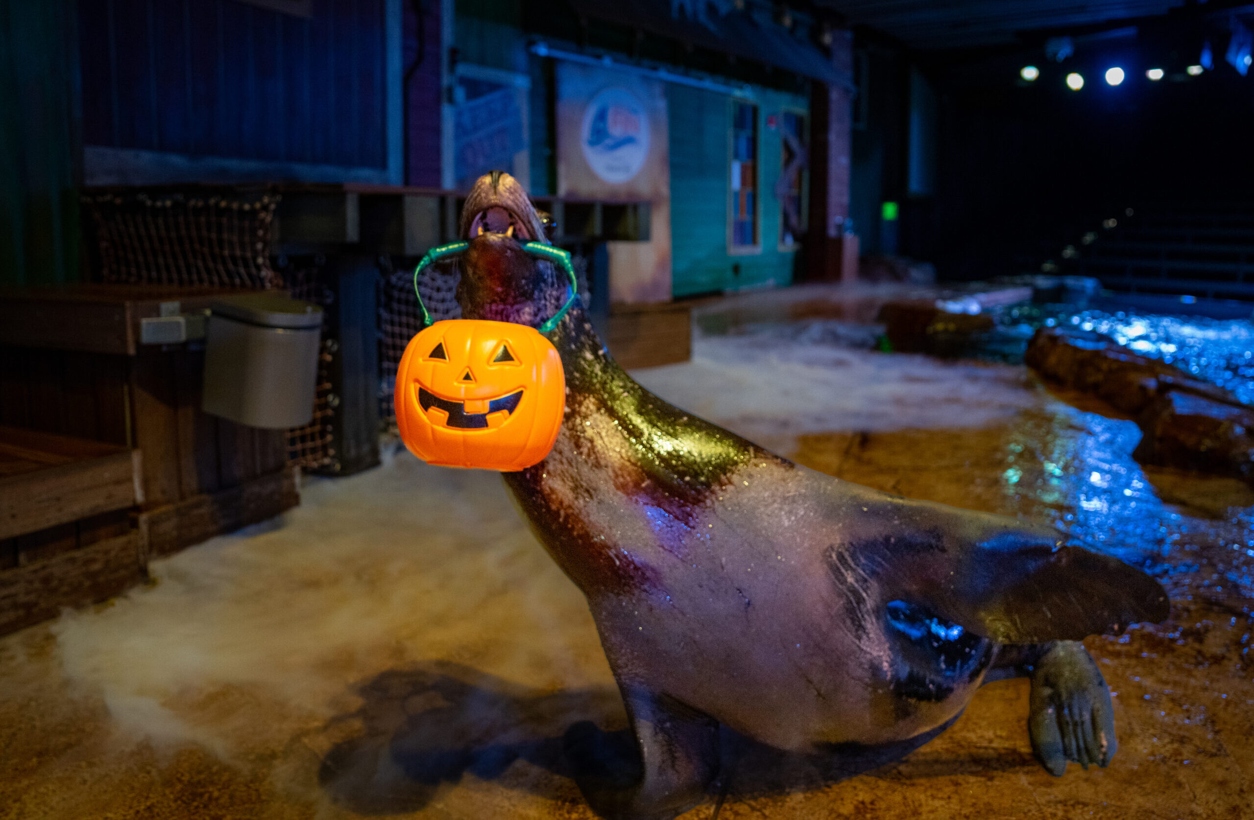 Haunted Seas Returns to Georgia Aquarium This Fall 1