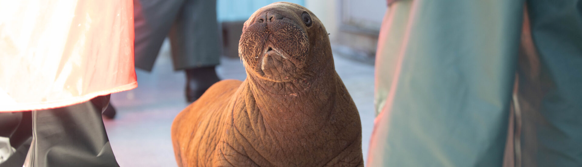 Georgia Aquarium Lends a Helping Hand in Walrus Rehabilitation Efforts