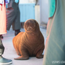 Georgia Aquarium Lends a Helping Hand in Walrus Rehabilitation Efforts