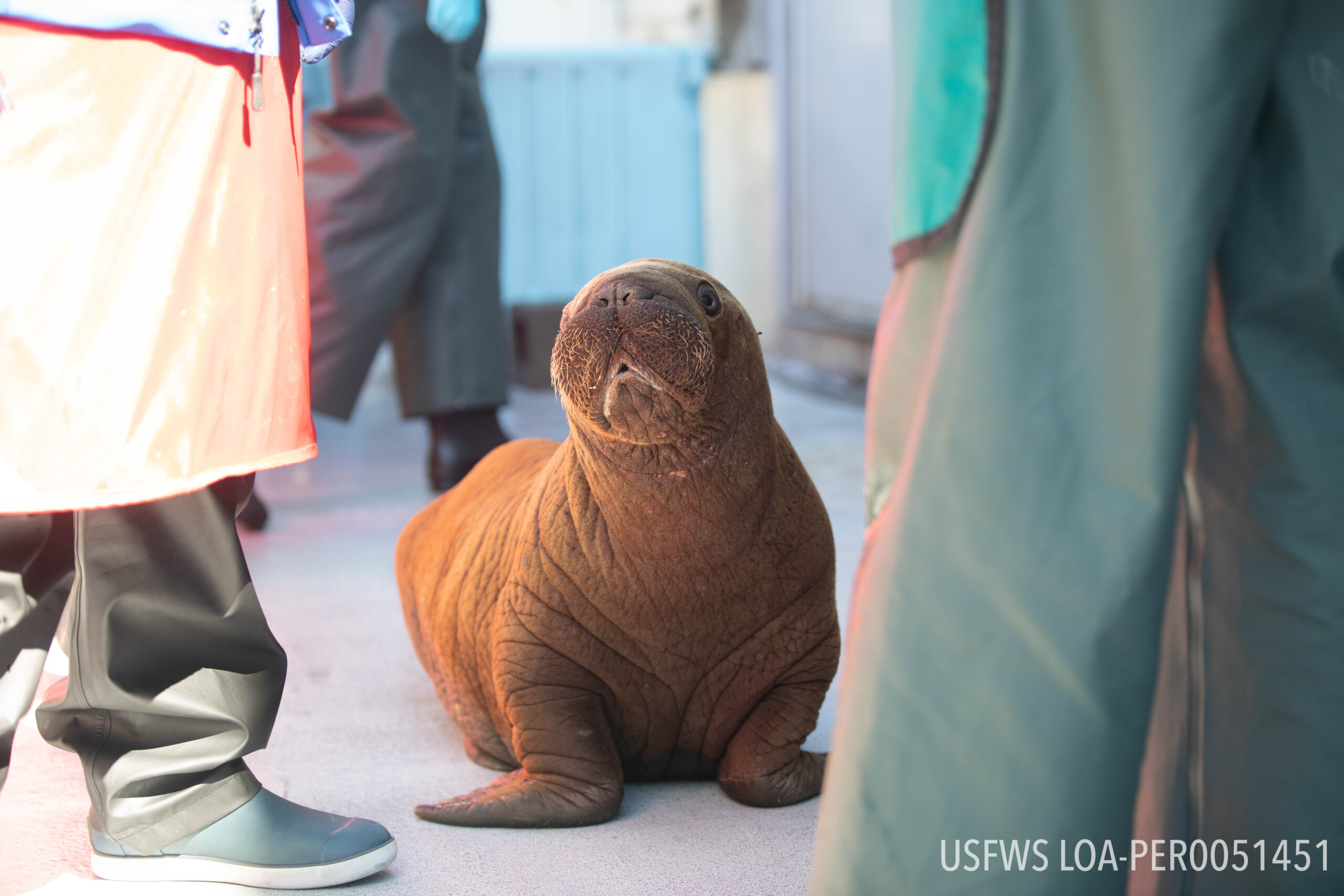 Georgia Aquarium Lends a Helping Hand in Walrus Rehabilitation Efforts