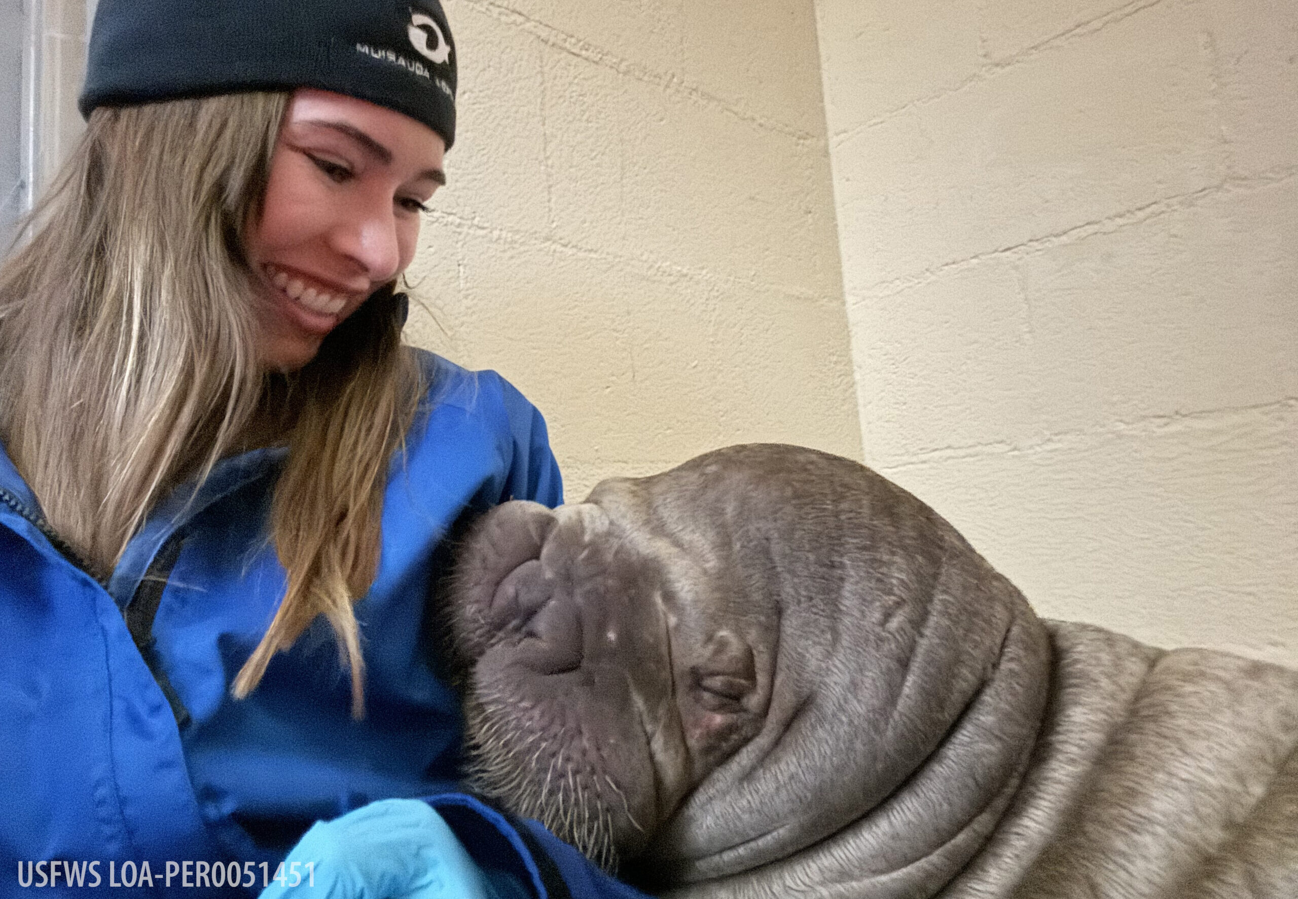 Georgia Aquarium Lends a Helping Hand in Walrus Rehabilitation Efforts 2