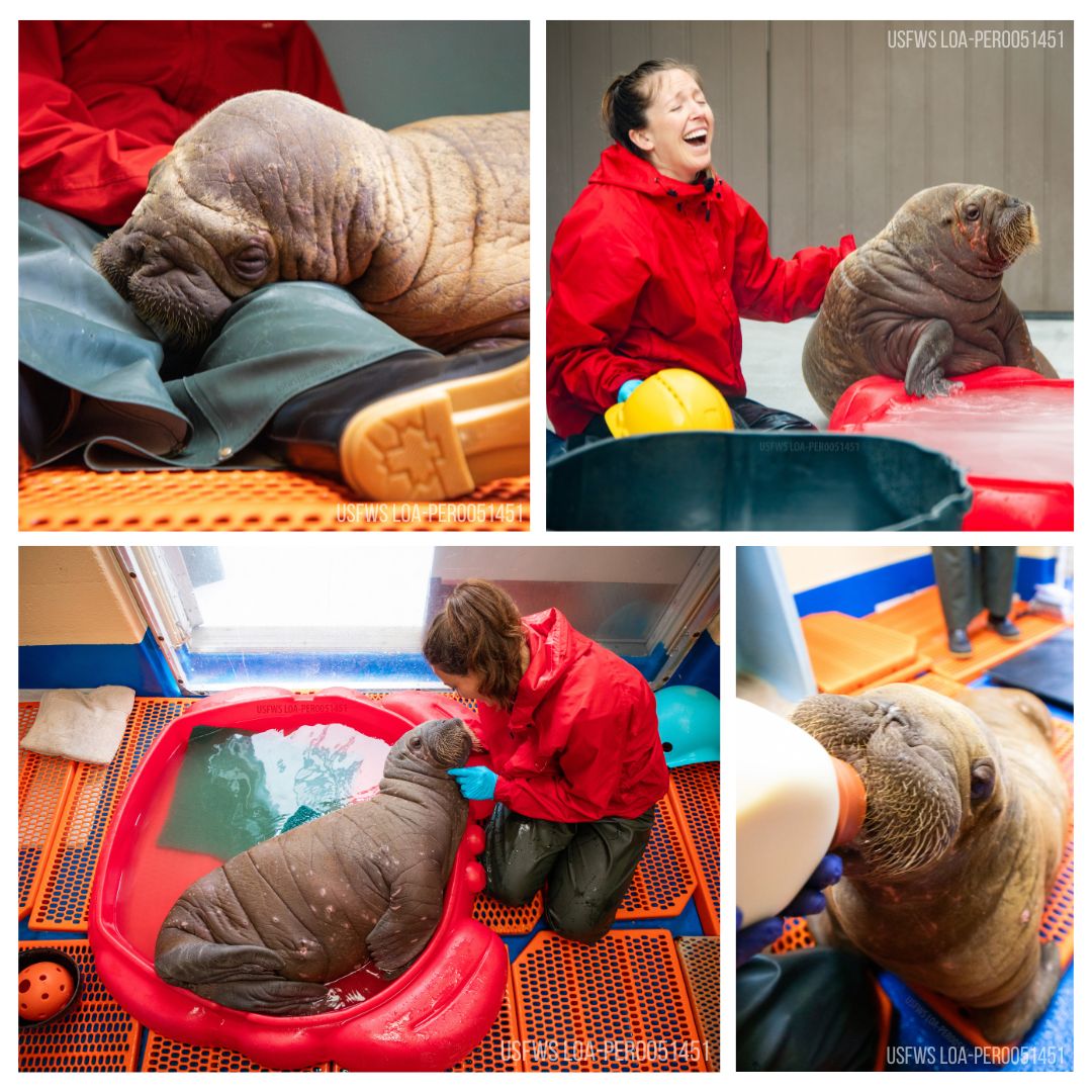 Georgia Aquarium Lends a Helping Hand in Walrus Rehabilitation Efforts 4