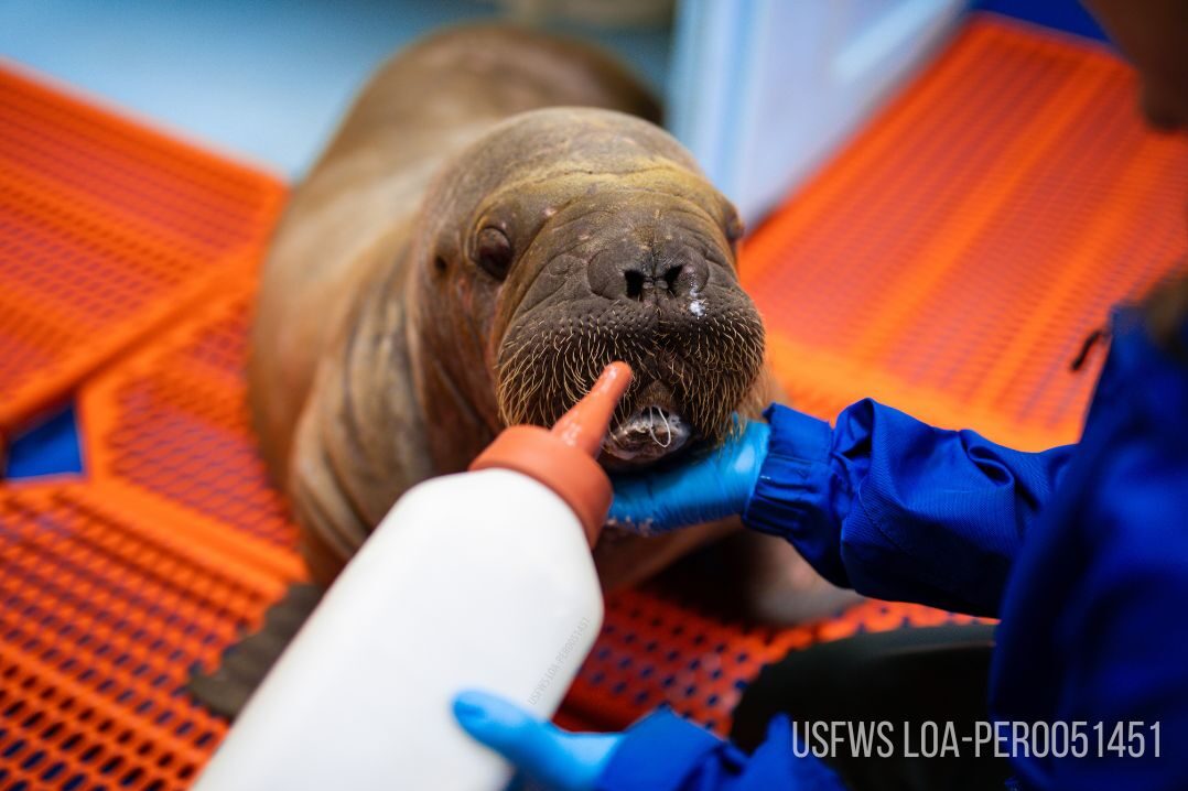 Georgia Aquarium Lends a Helping Hand in Walrus Rehabilitation Efforts 6