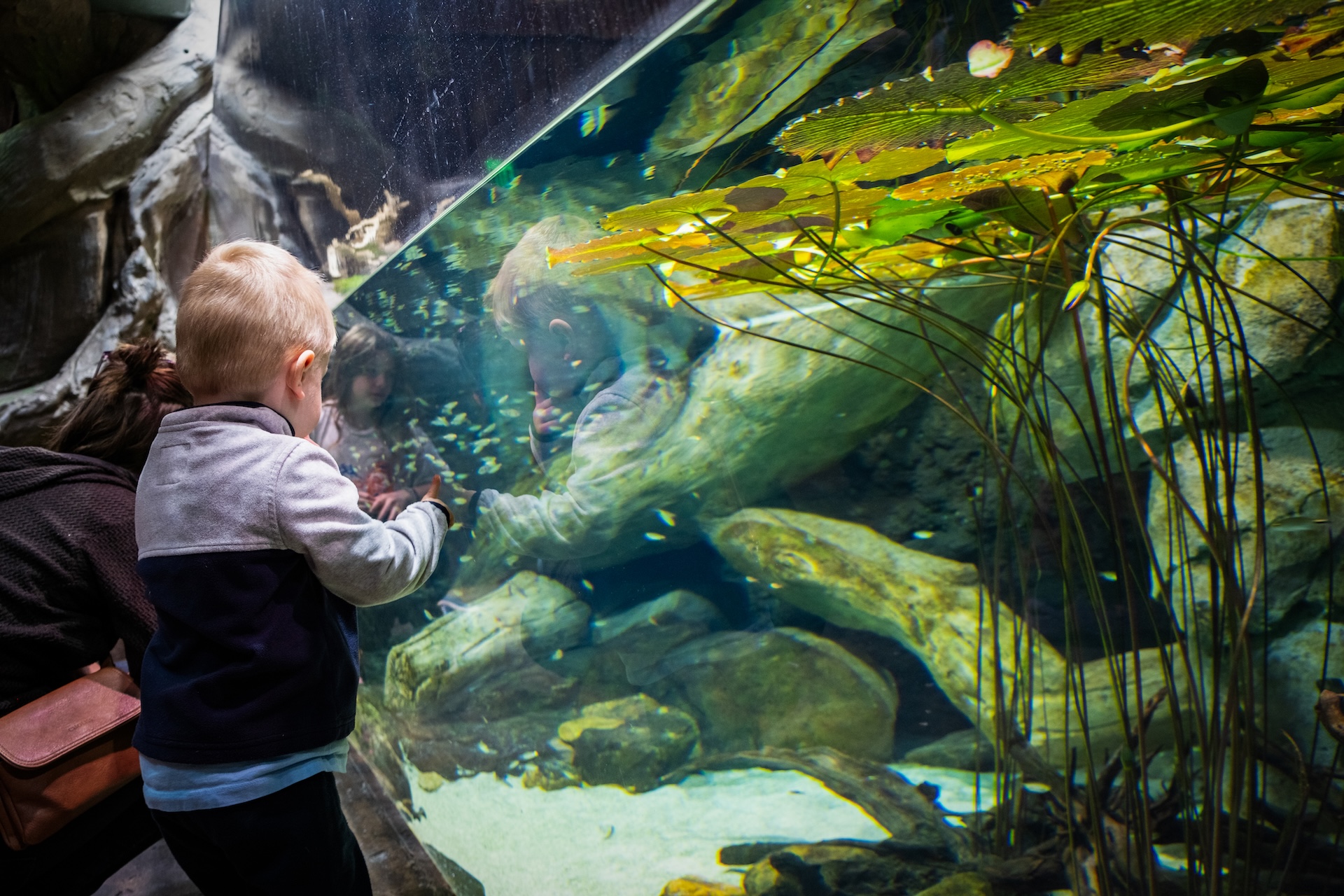 Is Georgia Aquarium’s Aqua Pass Right for You? 4