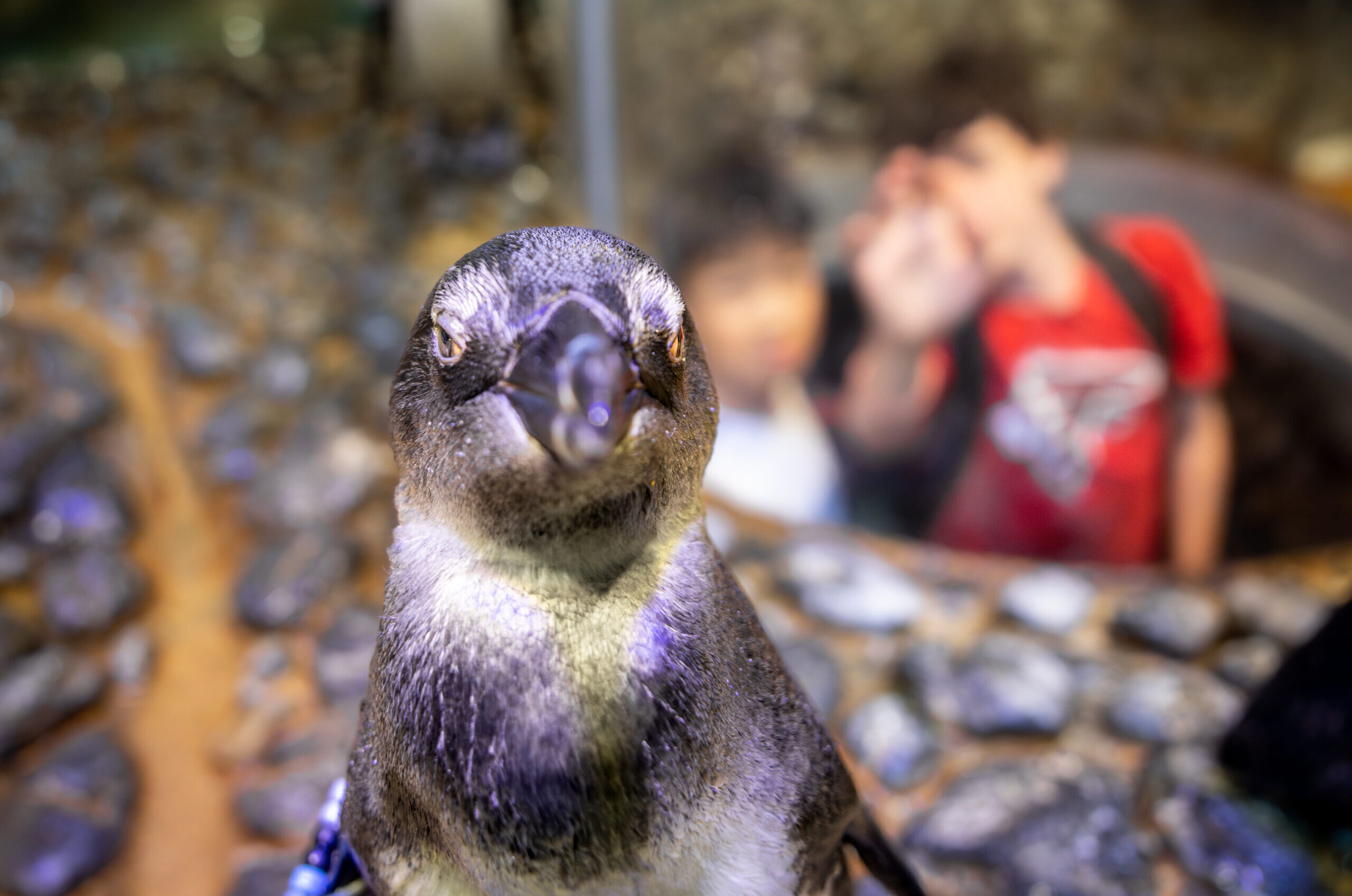 Is Georgia Aquarium’s Aqua Pass Right for You? 8