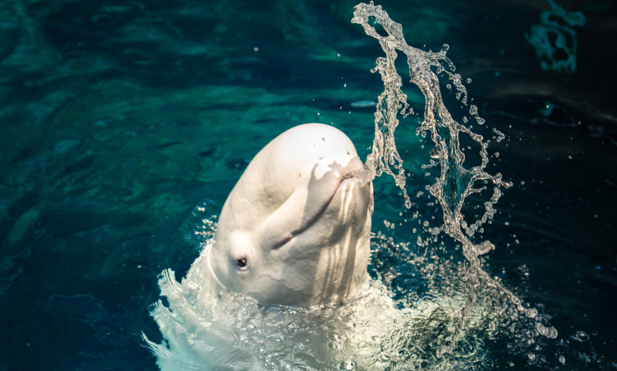 Is Georgia Aquarium’s Aqua Pass Right for You? 12