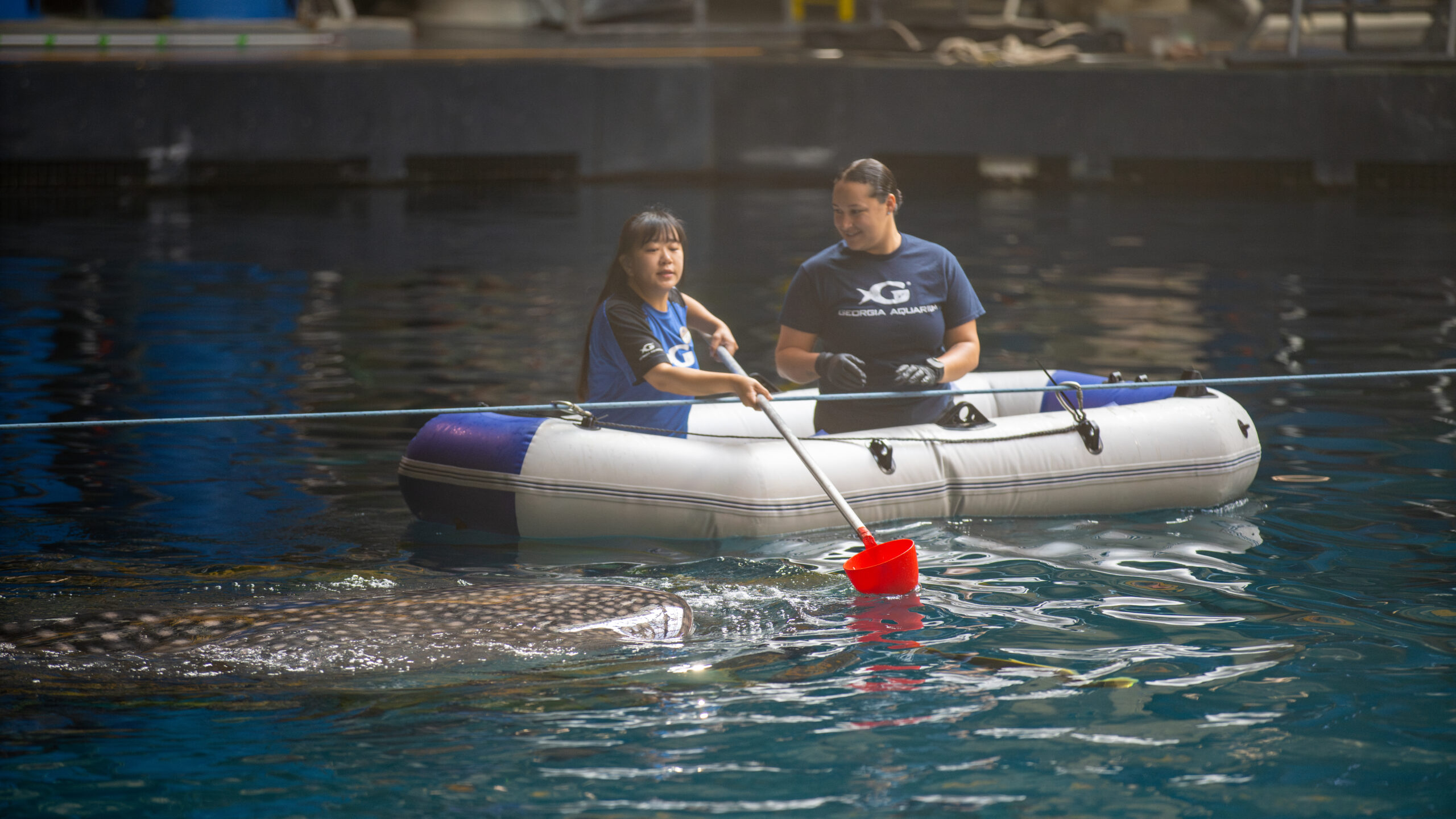 Tracking Sharks and Rays: A Collaborative Dive into Marine Research with Chi-Ju Yu (Debbie) 2