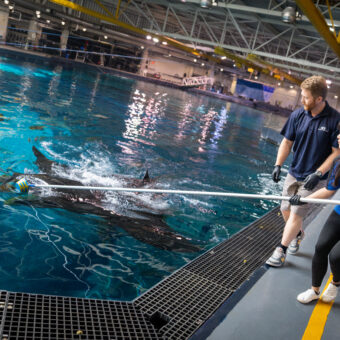 Tracking Sharks and Rays: A Collaborative Dive into Marine Research with Chi-Ju Yu (Debbie) 3