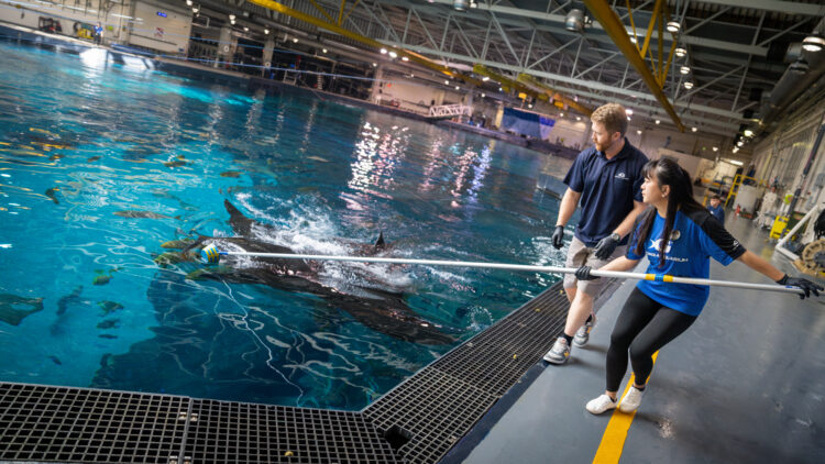 Tracking Sharks and Rays: A Collaborative Dive into Marine Research with Chi-Ju Yu (Debbie) 3