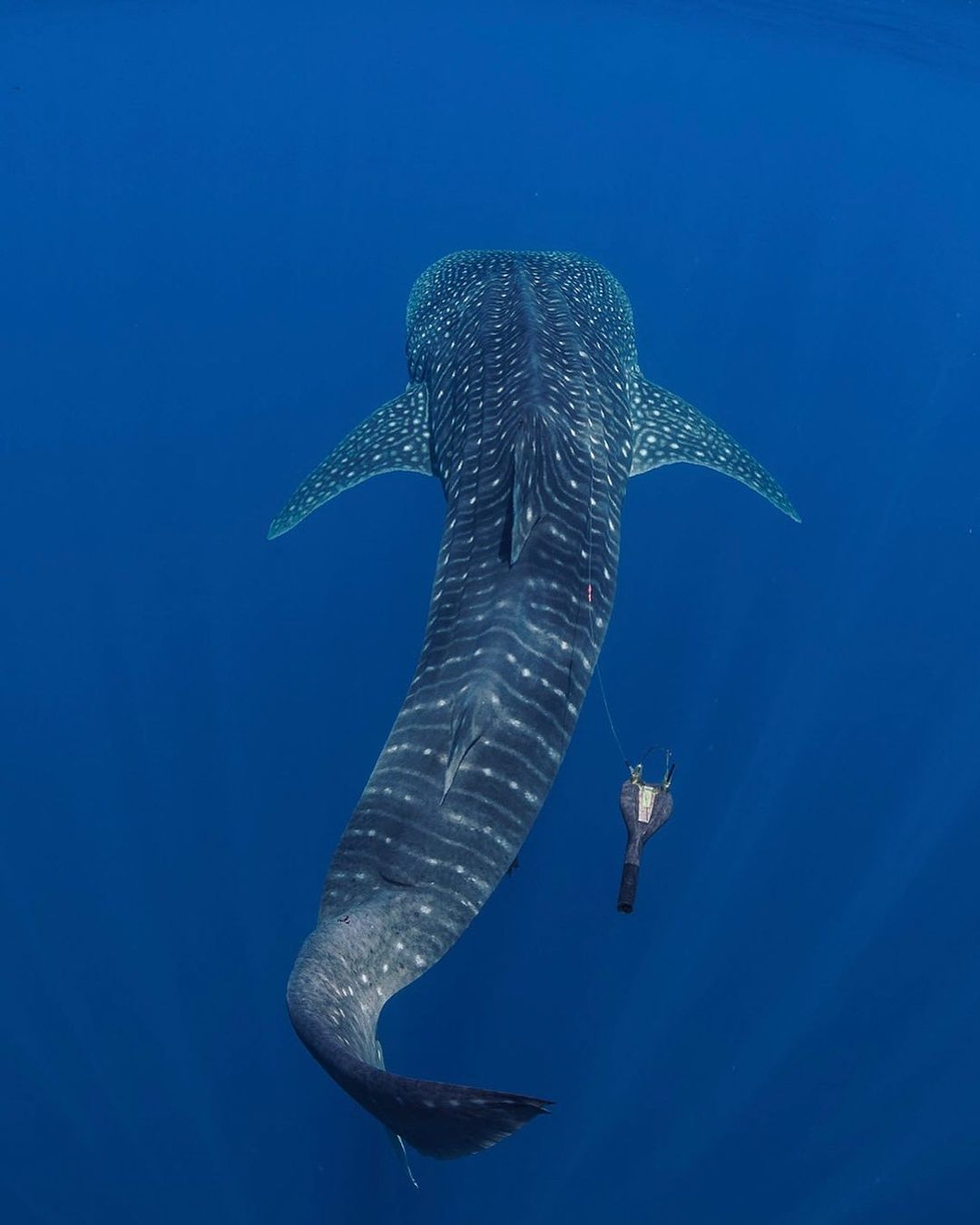 Exploring the Mysteries of Whale Sharks: A Groundbreaking Expedition to Wreck Bay