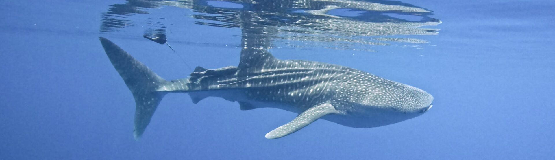 Exploring the Mysteries of Whale Sharks:  A Groundbreaking Expedition to Wreck Bay 3