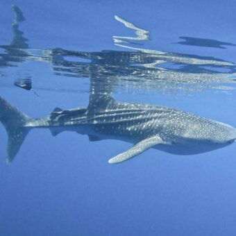 Exploring the Mysteries of Whale Sharks:  A Groundbreaking Expedition to Wreck Bay 3