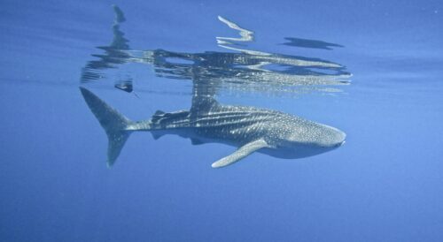 Exploring the Mysteries of Whale Sharks:  A Groundbreaking Expedition to Wreck Bay 3